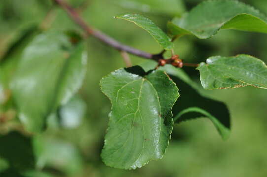 Image of Redstem Ceanothus