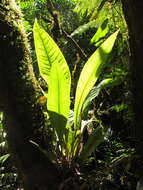 Image of Anthurium urvilleanum Schott