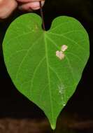 Image of Ipomoea pedicellaris Benth.