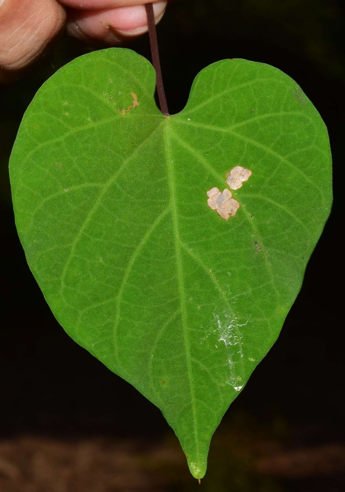 Image of Ipomoea pedicellaris Benth.