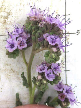 Image of Texan phacelia