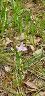 Image of Oklahoma grasspink