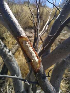 Image of Bursera laxiflora S. Wats.