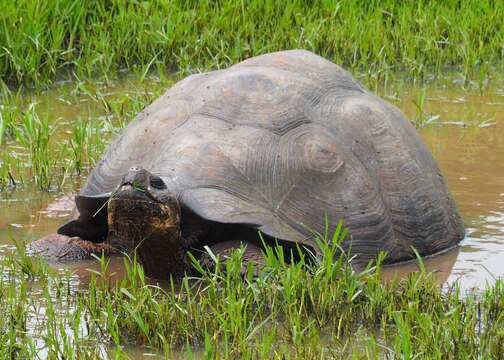 Image of Abingdon Island Giant Tortoise