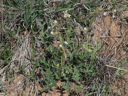 Image of Pelargonium pulverulentum Colv. ex Sweet