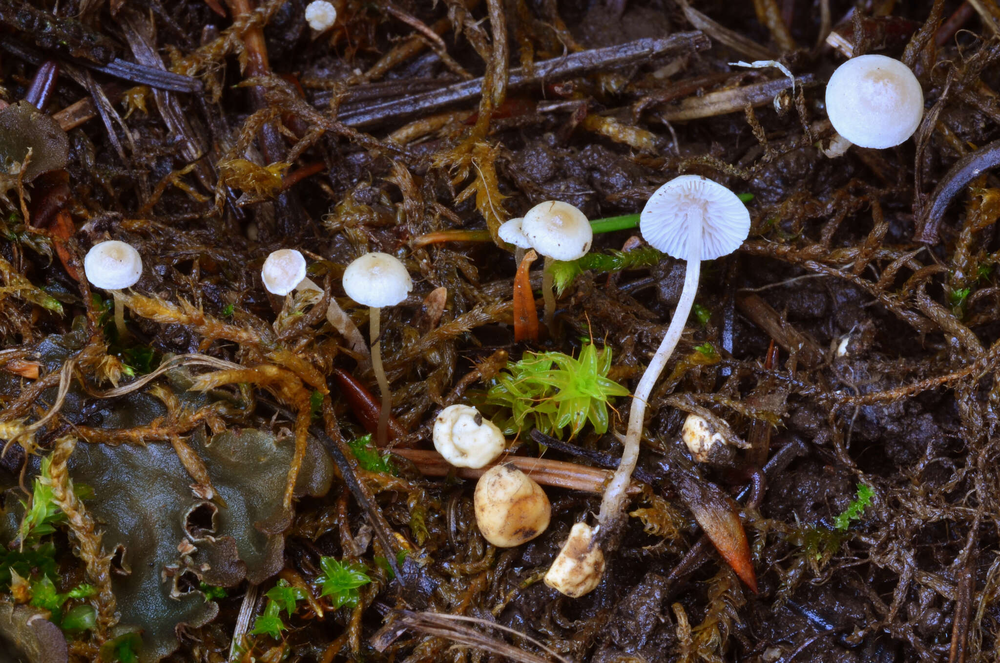 Слика од Collybia cookei (Bres.) J. D. Arnold 1935