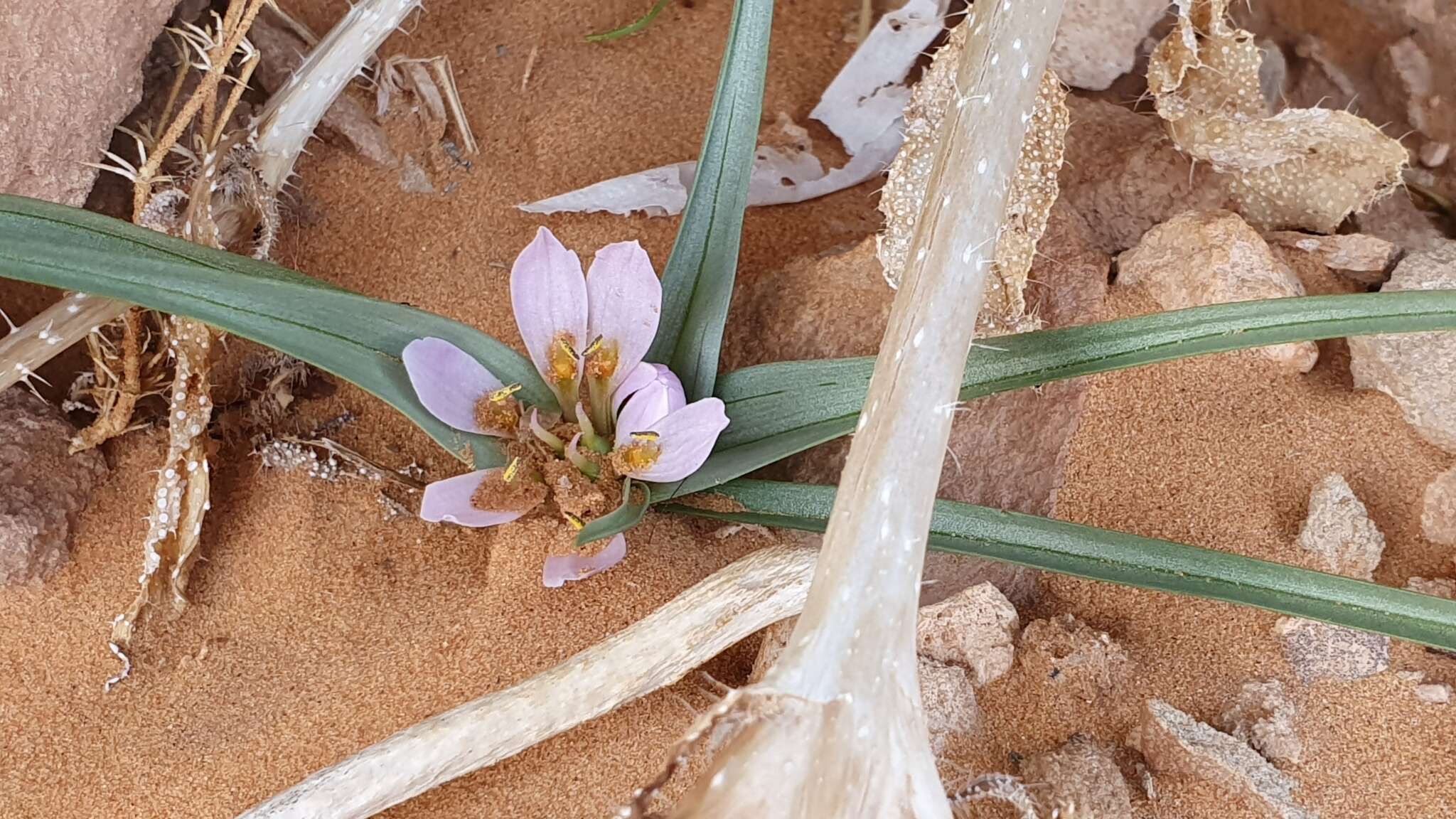 صورة Androcymbium gramineum (Cav.) J. F. Macbr.