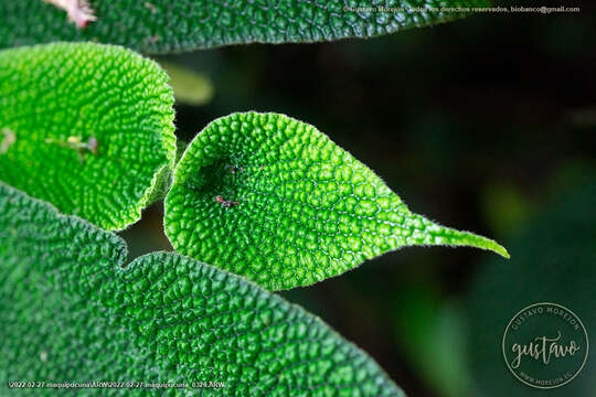 Image of Piper appendiculatum (Benth.) C. DC.