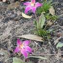 Image of Caladenia spectabilis Hopper & A. P. Br.