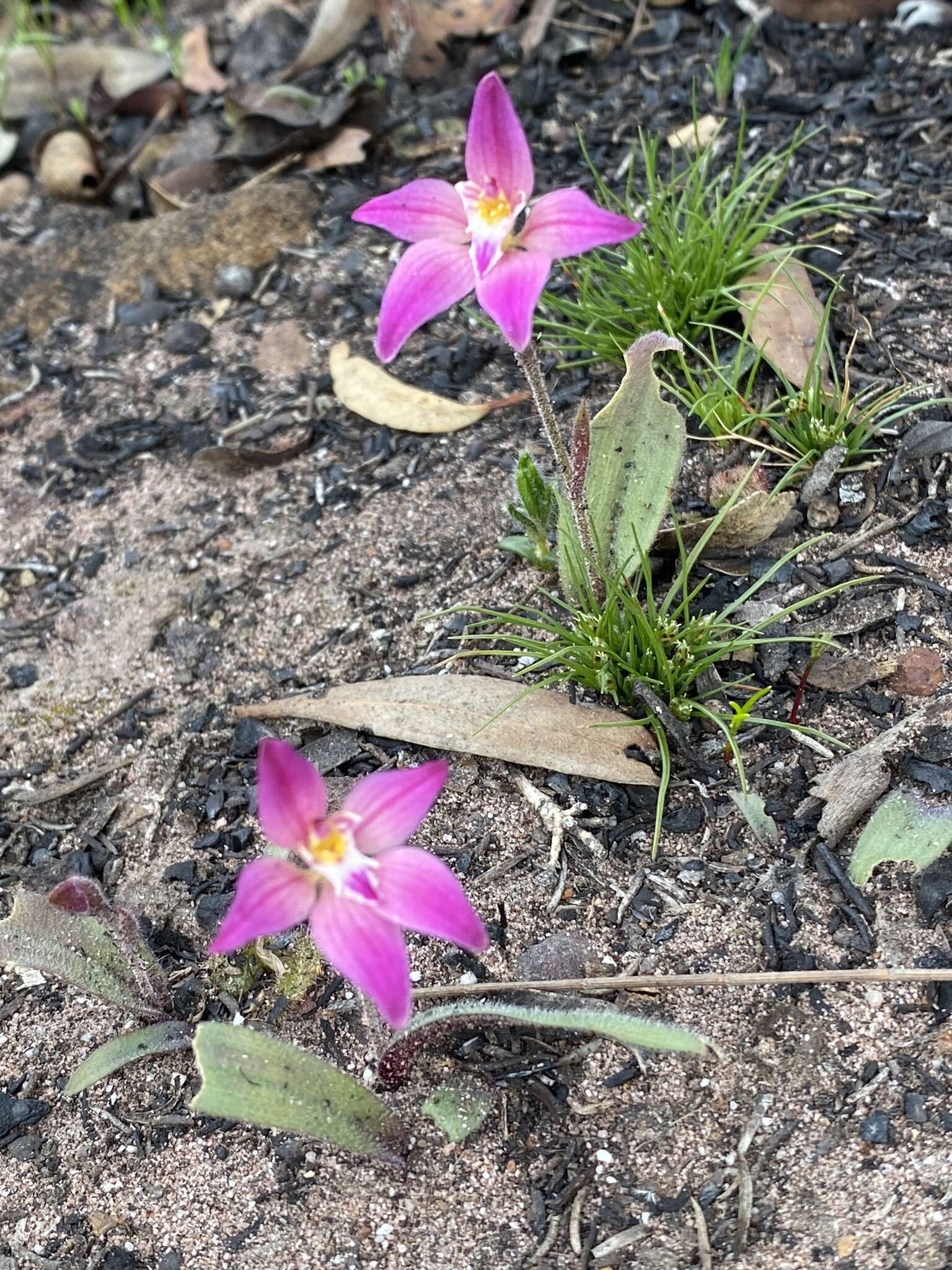 Image of Caladenia spectabilis Hopper & A. P. Br.