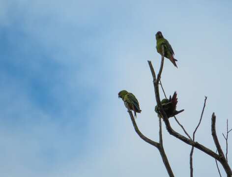 Image of Slender-billed Conure