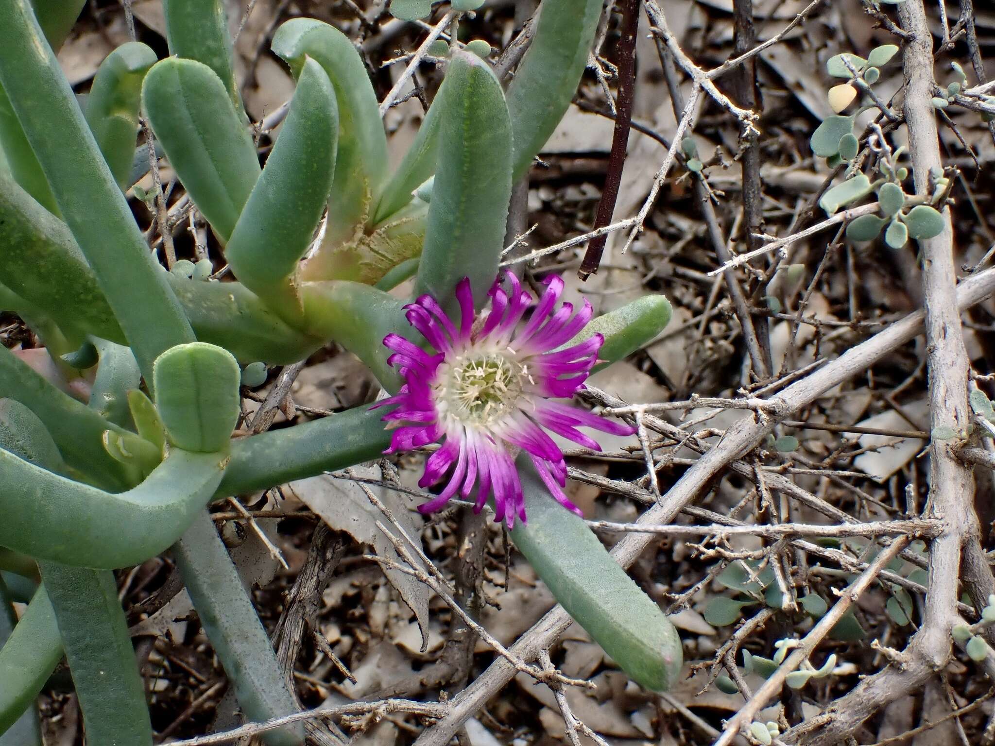 Sarcozona praecox (F. Müll.) S. T. Blake resmi