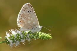 Imagem de Polyommatus albicans (Gerhard 1851)