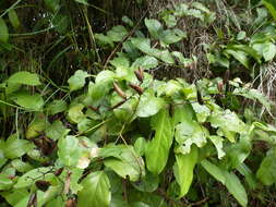 Imagem de Usteria guineensis Willd.