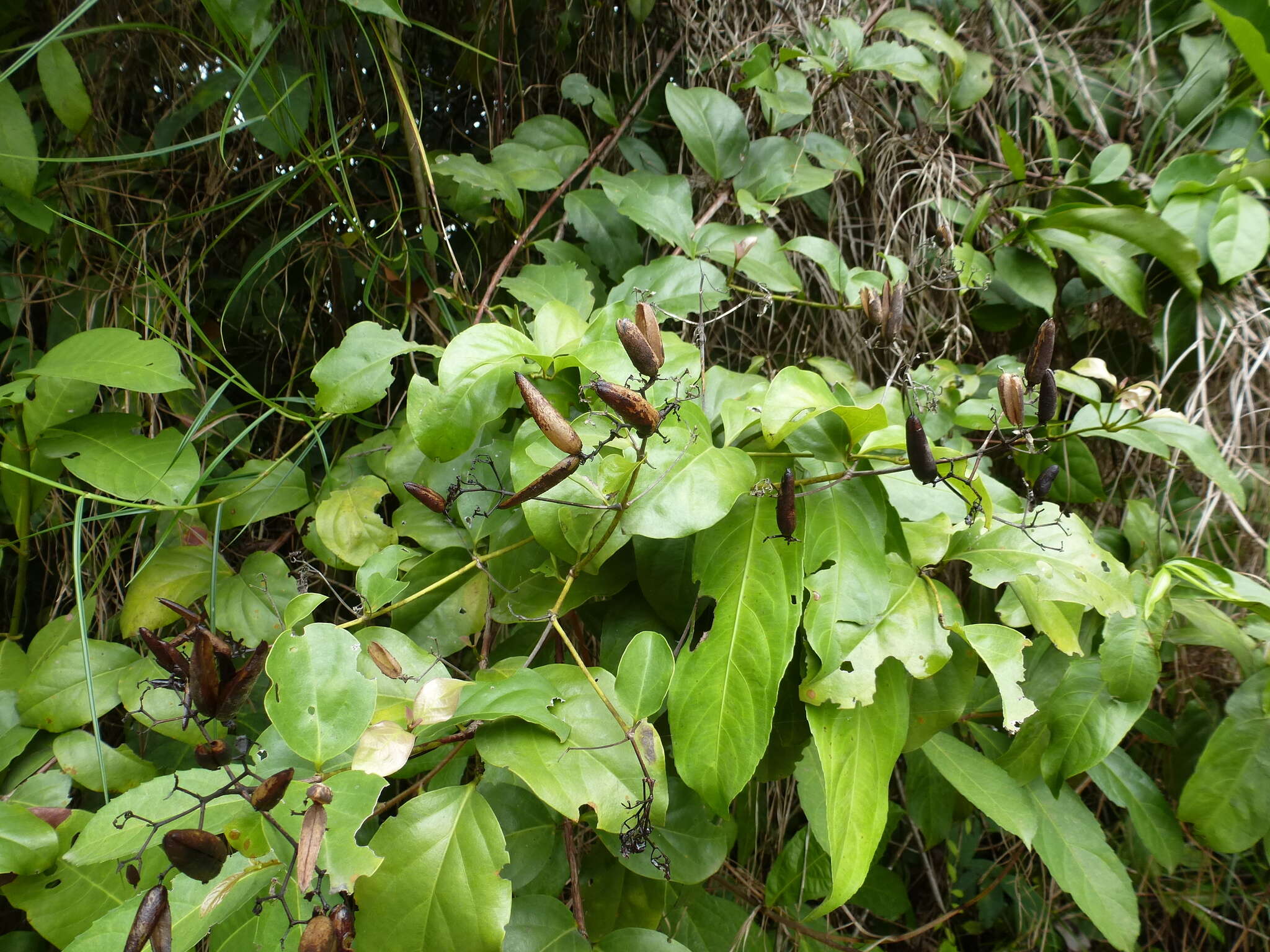 Imagem de Usteria guineensis Willd.