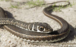 Image of Cape Sand Snake