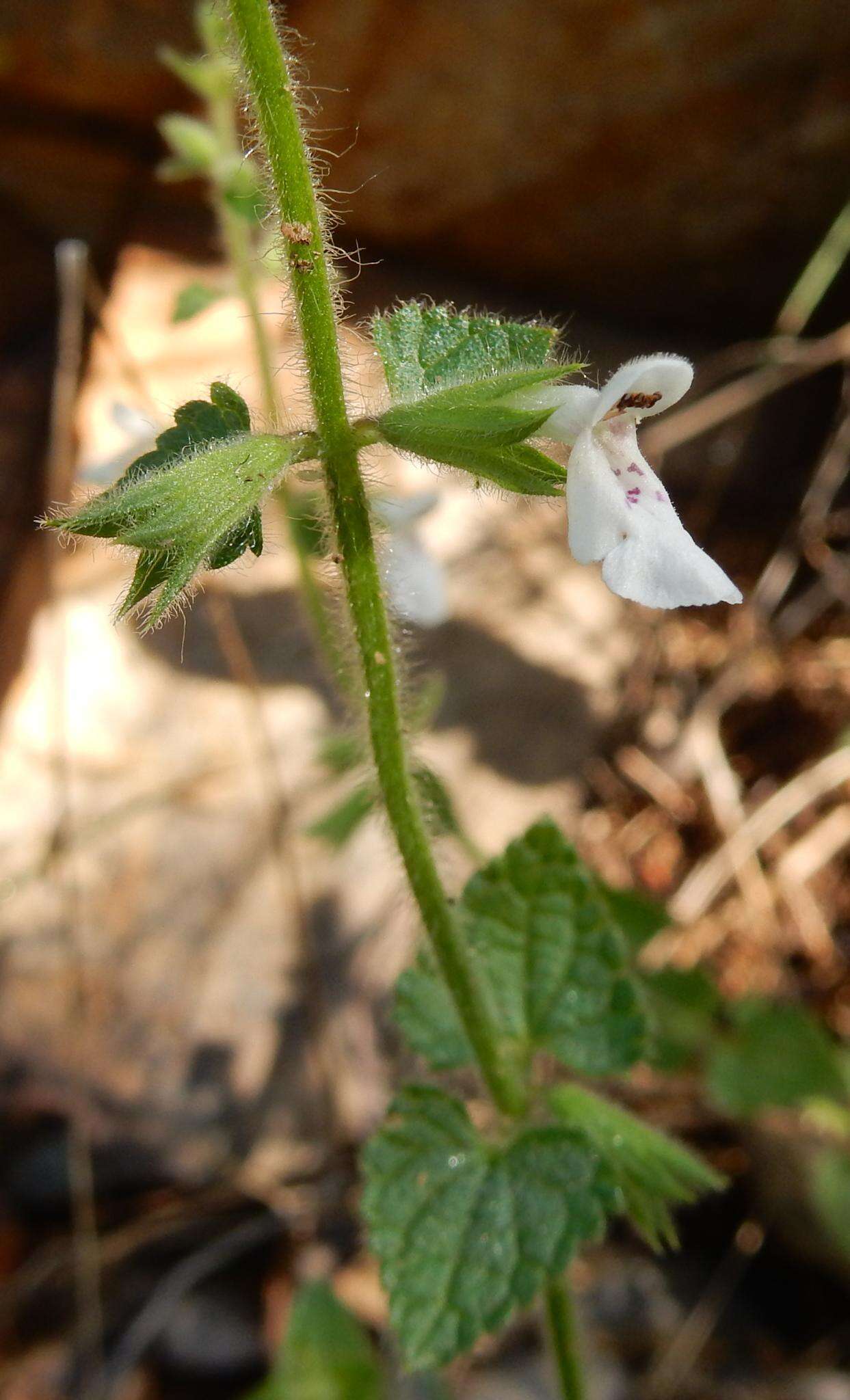 Imagem de Stachys natalensis var. natalensis