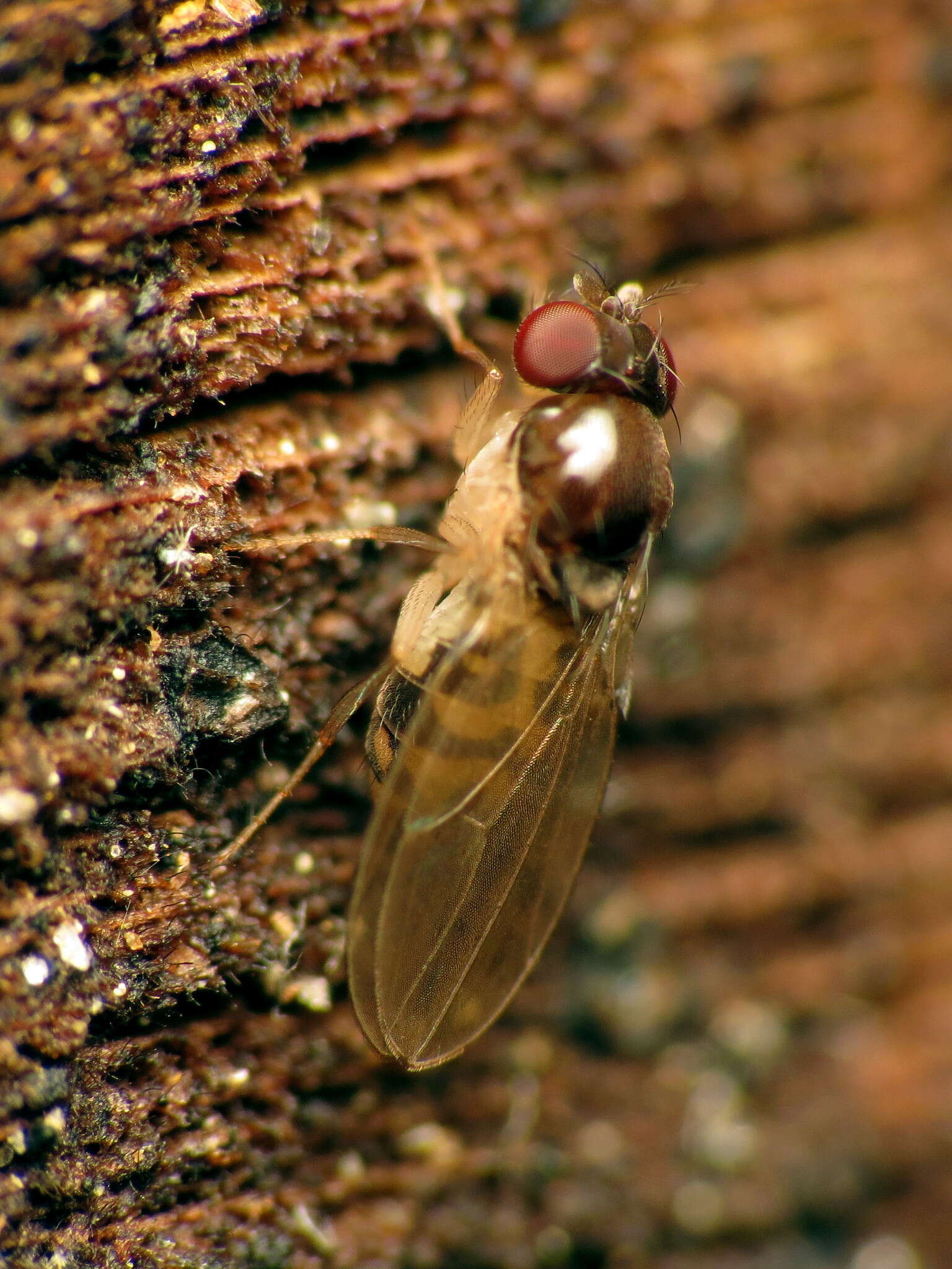 Image of Mycodrosophila claytonae Wheeler & Takada 1963