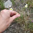 Erigeron allisonii resmi