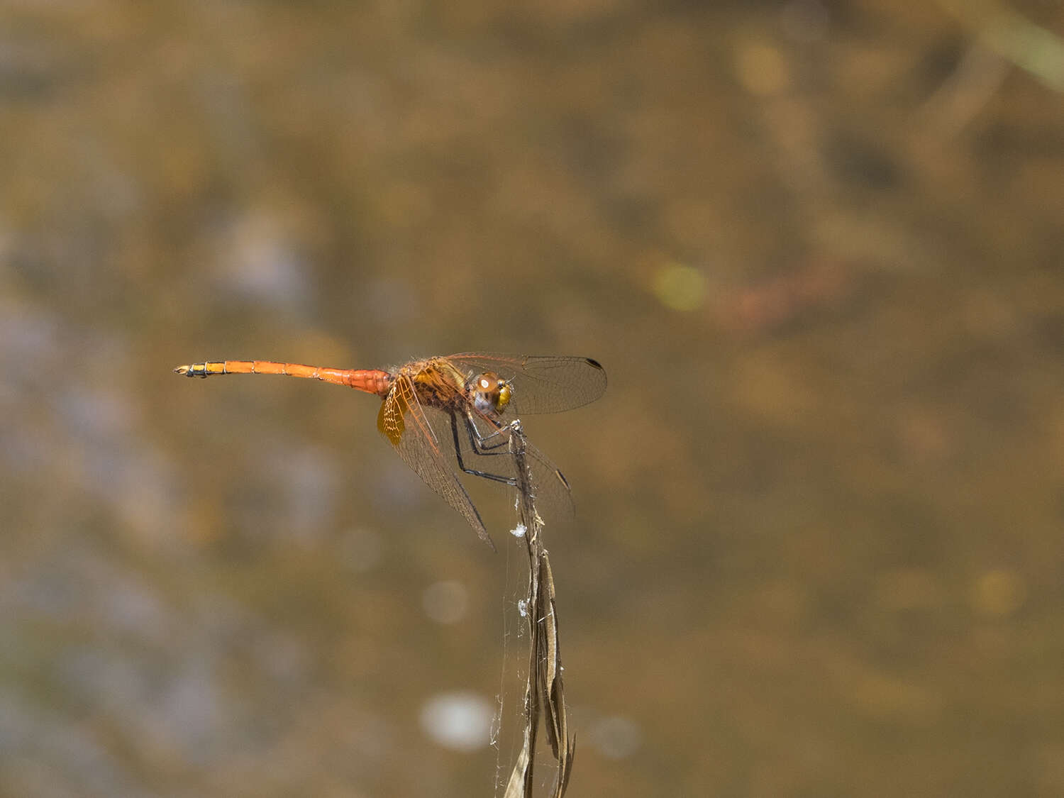 Image of Russet Dropwing