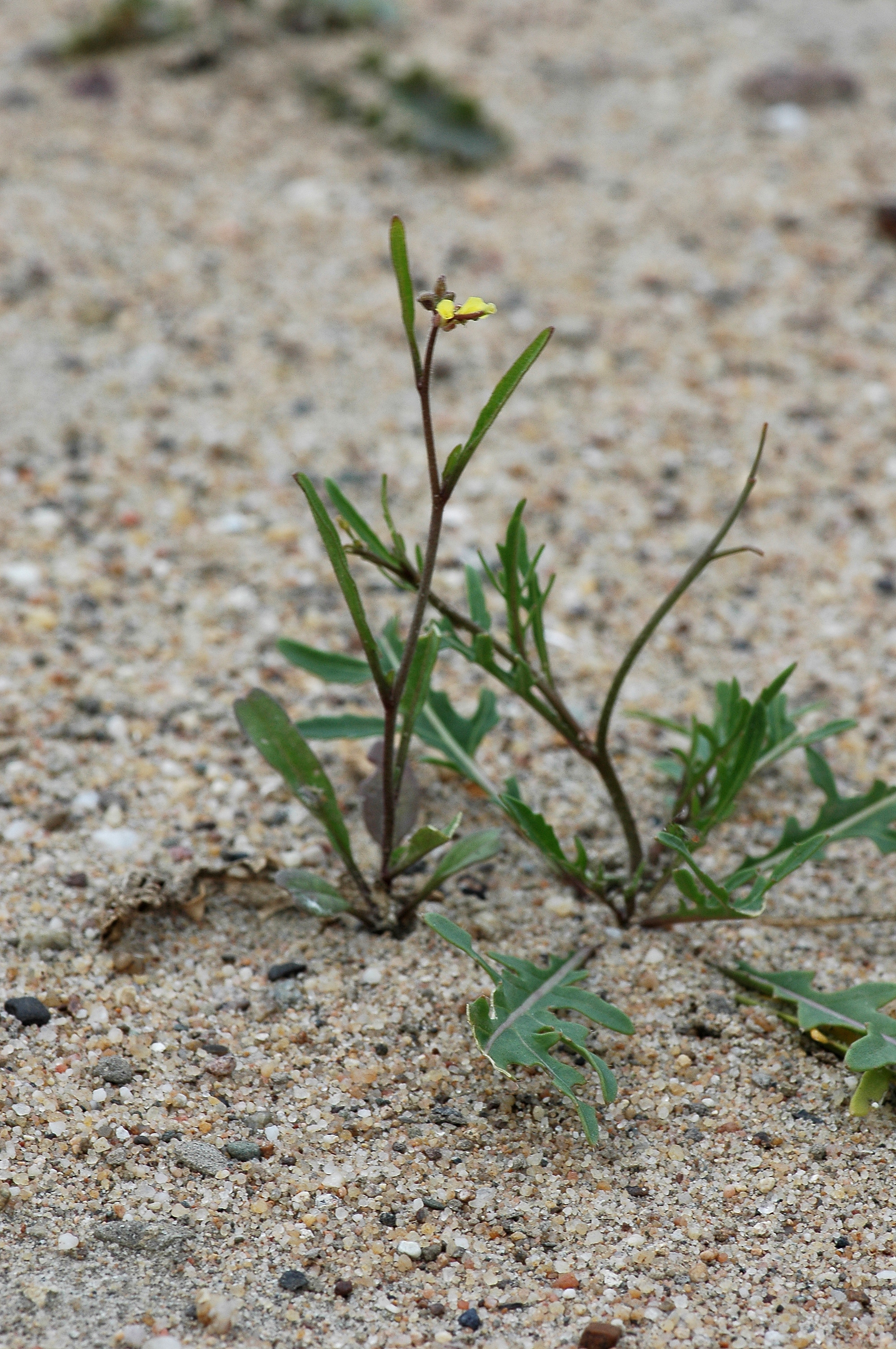 Diplotaxis muralis (rights holder: Bas Kers (NL))