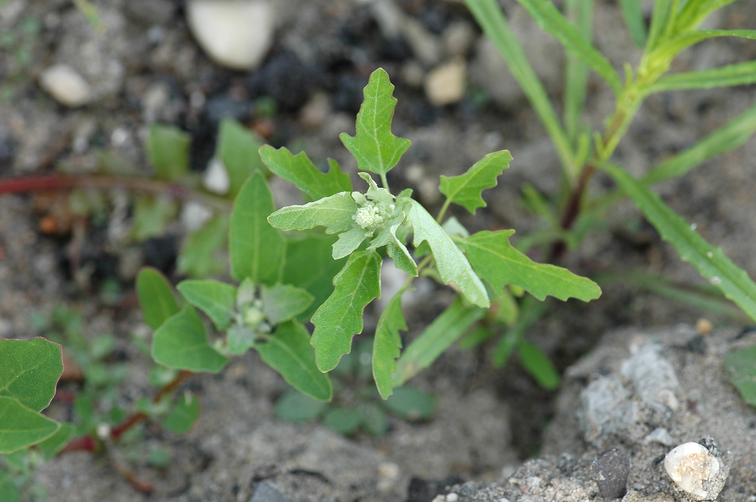 Chenopodium ficifolium (rights holder: Bas Kers (NL))