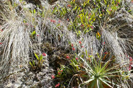 Image of Cyrtochilum rhodoneurum (Rchb. fil.) Dalström