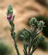 Image of Veronica polifolia Benth.