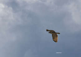 Image of Buteo buteo buteo (Linnaeus 1758)