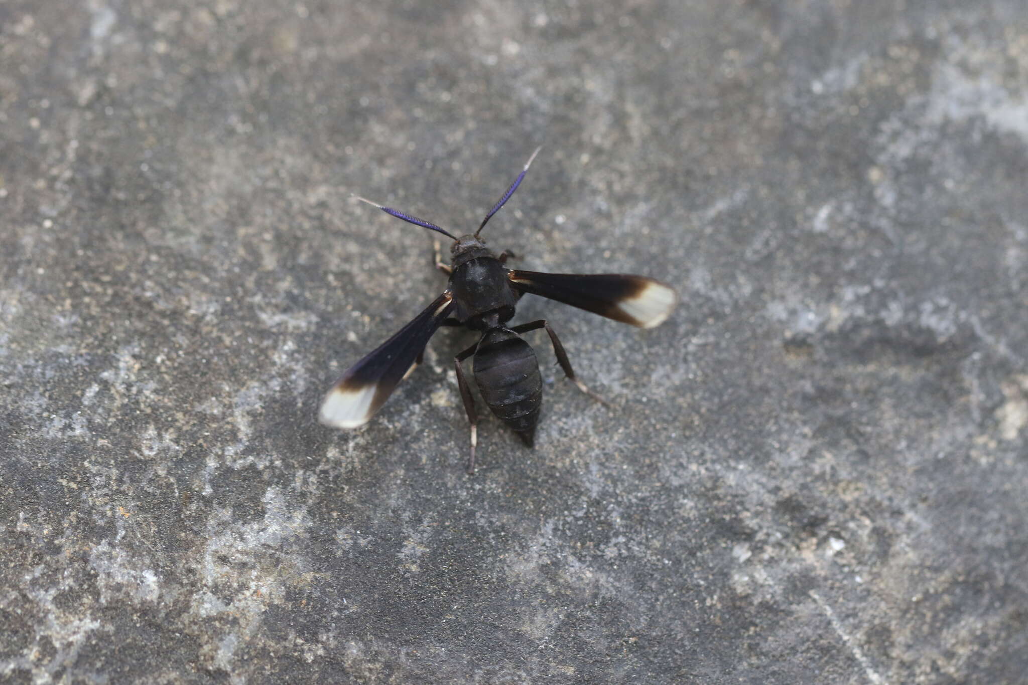 Image of Myrmecopsis strigosa (Druce 1884)