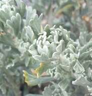 Image of timberline sagebrush