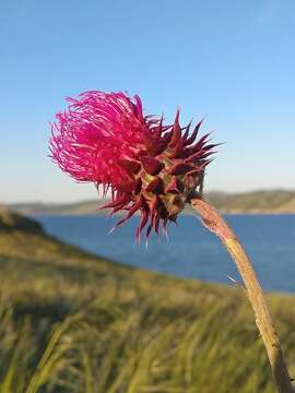 Carduus nutans subsp. leiophyllus (Petrovic) Arènes的圖片