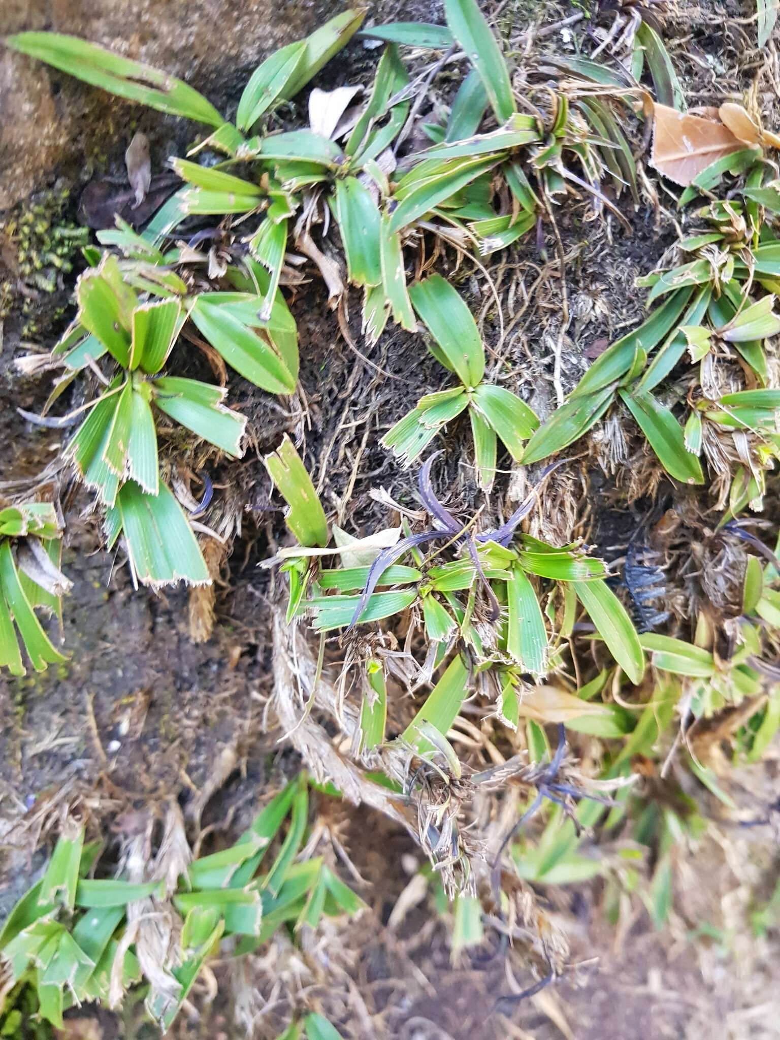 Image of Xerophyta elegans (Balf.) Baker