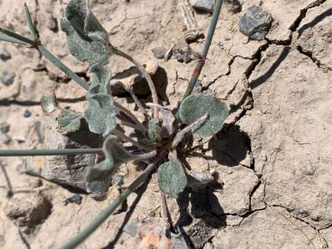 Image of Pahrump Valley buckwheat