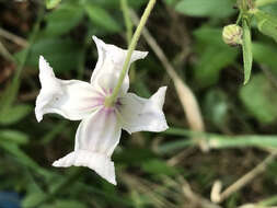 Image de Clematis viticella subsp. campaniflora (Brot.) O. Kuntze