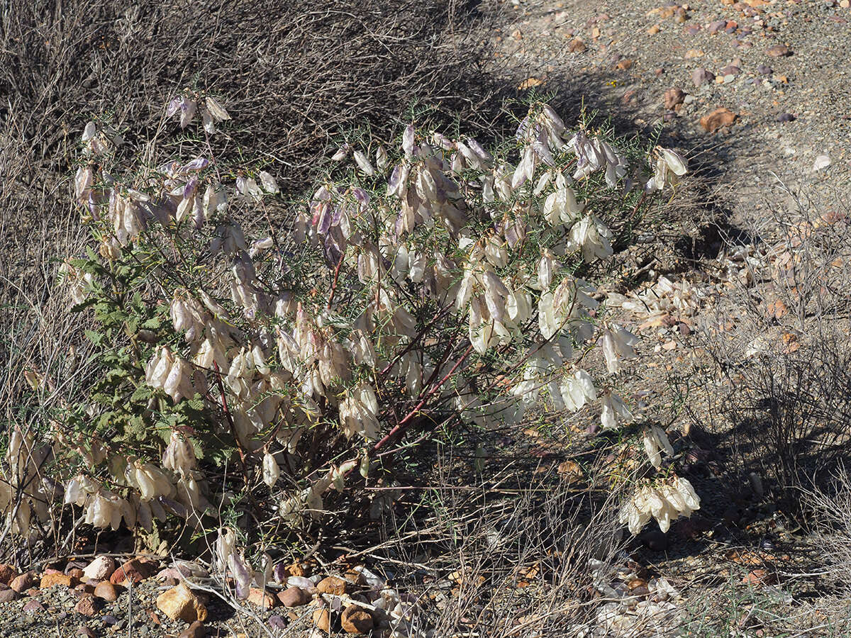 Image of Lessertia frutescens subsp. microphylla