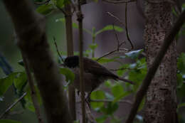 Image of Brown Creeper