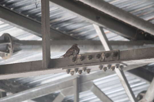 Image of Natal Nightjar