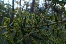 Acacia oxycedrus Sieber ex DC.的圖片