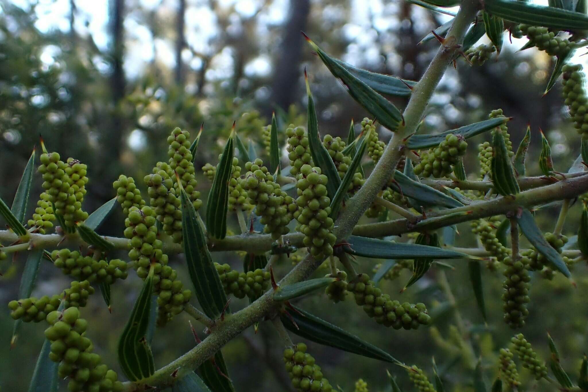 Acacia oxycedrus Sieber ex DC.的圖片