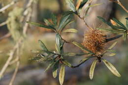 Image of Banksia integrifolia subsp. monticola K. R. Thiele