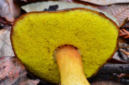 Image of Aureoboletus citriniporus (Halling) Klofac 2010