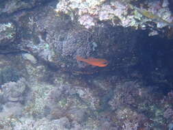 Image of Cardinal Fish