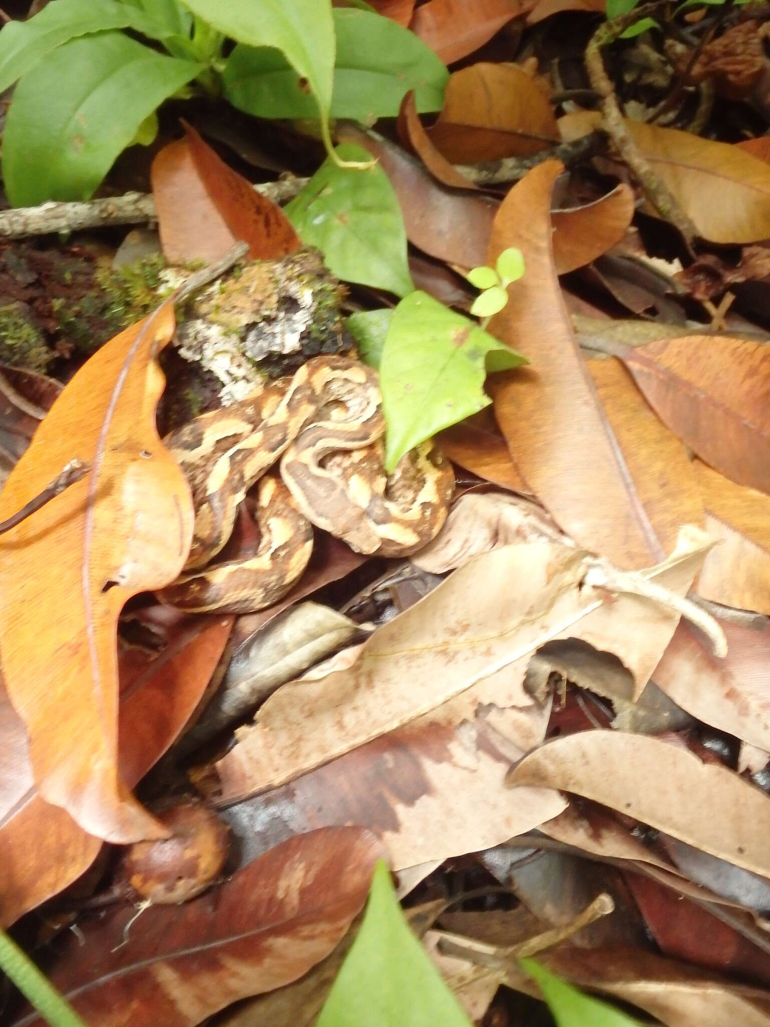 Image of Palau Bevel-nosed Boa