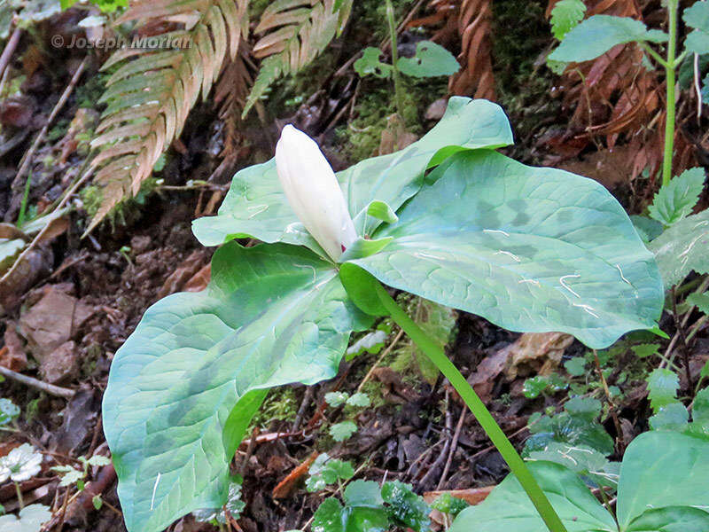 Trillium chloropetalum var. giganteum (Hook. & Arn.) Munz resmi