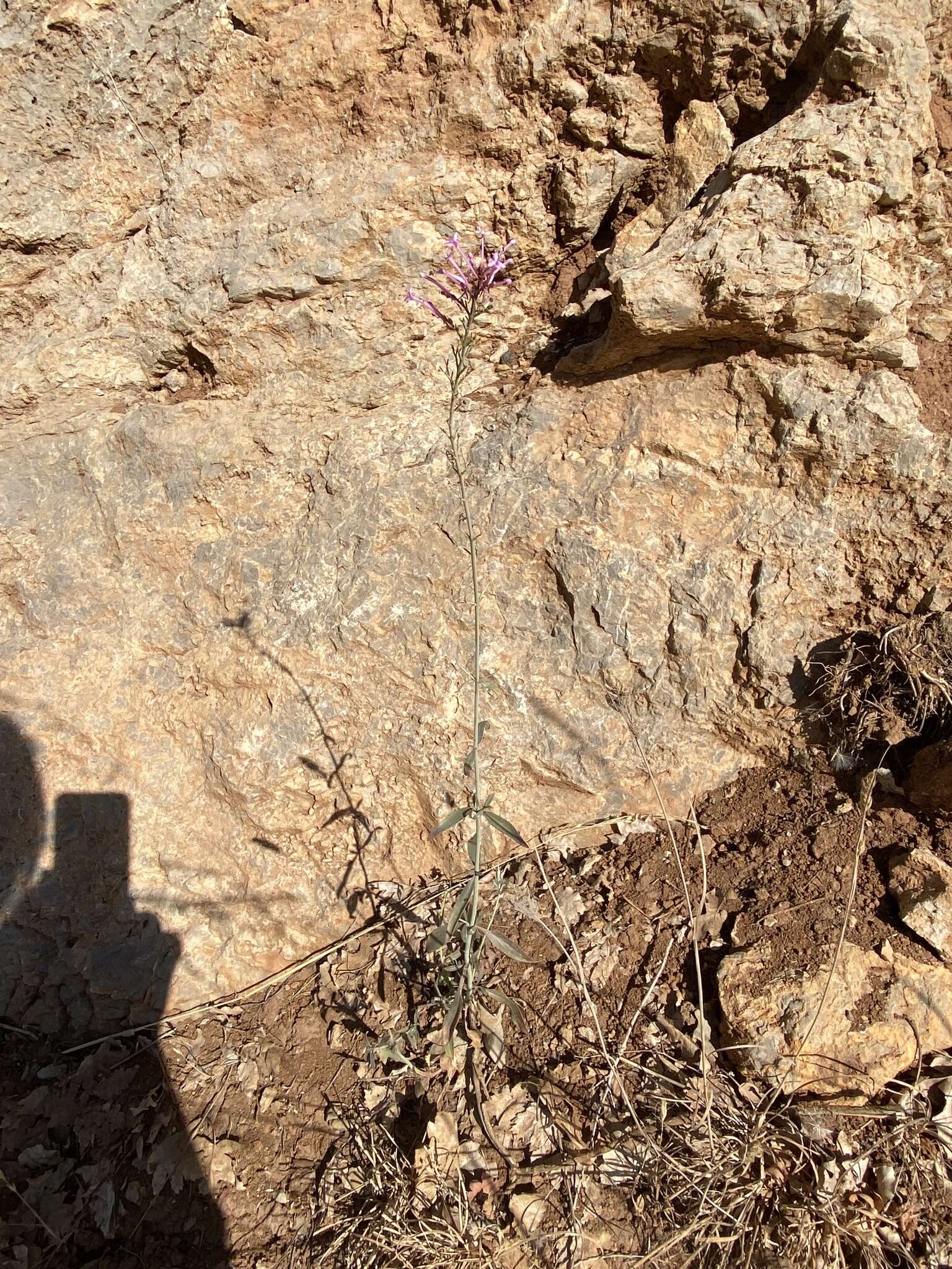 Image of Centranthus longiflorus Stev.