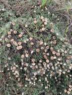 Image of Helichrysum confertifolium Klatt