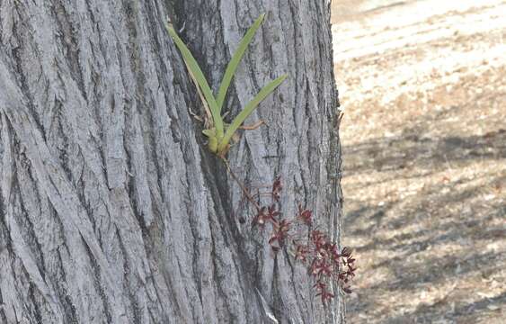 Image of Channelled boat-lip orchid