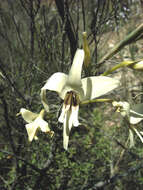 Imagem de Gladiolus leptosiphon F. Bolus