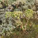 Angelica archangelica subsp. archangelica resmi